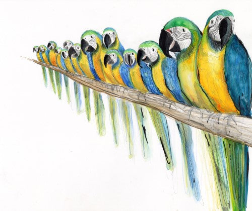 articles/CatherineRayner-Macawparrotsbirdshowcopy.jpg