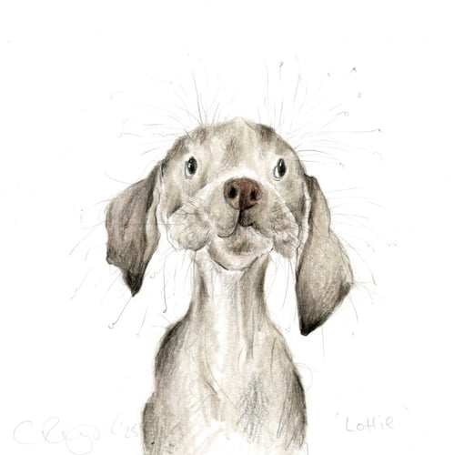 Lottie the Weimaraner