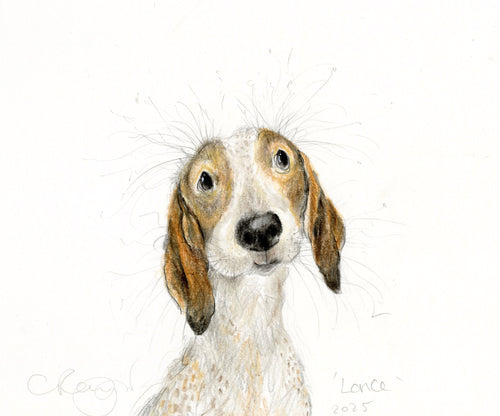 Lance the dachshund.