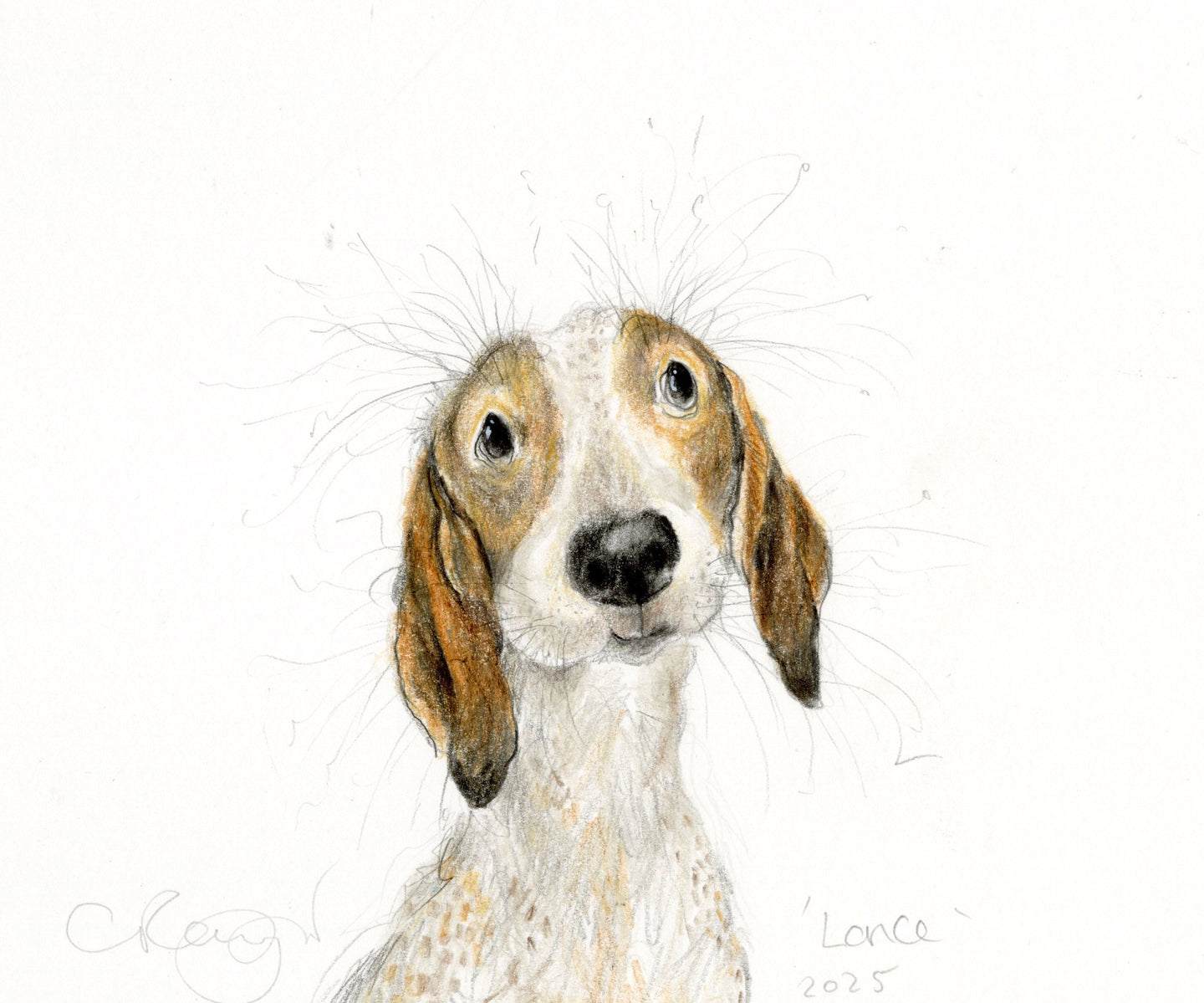 Lance the dachshund.