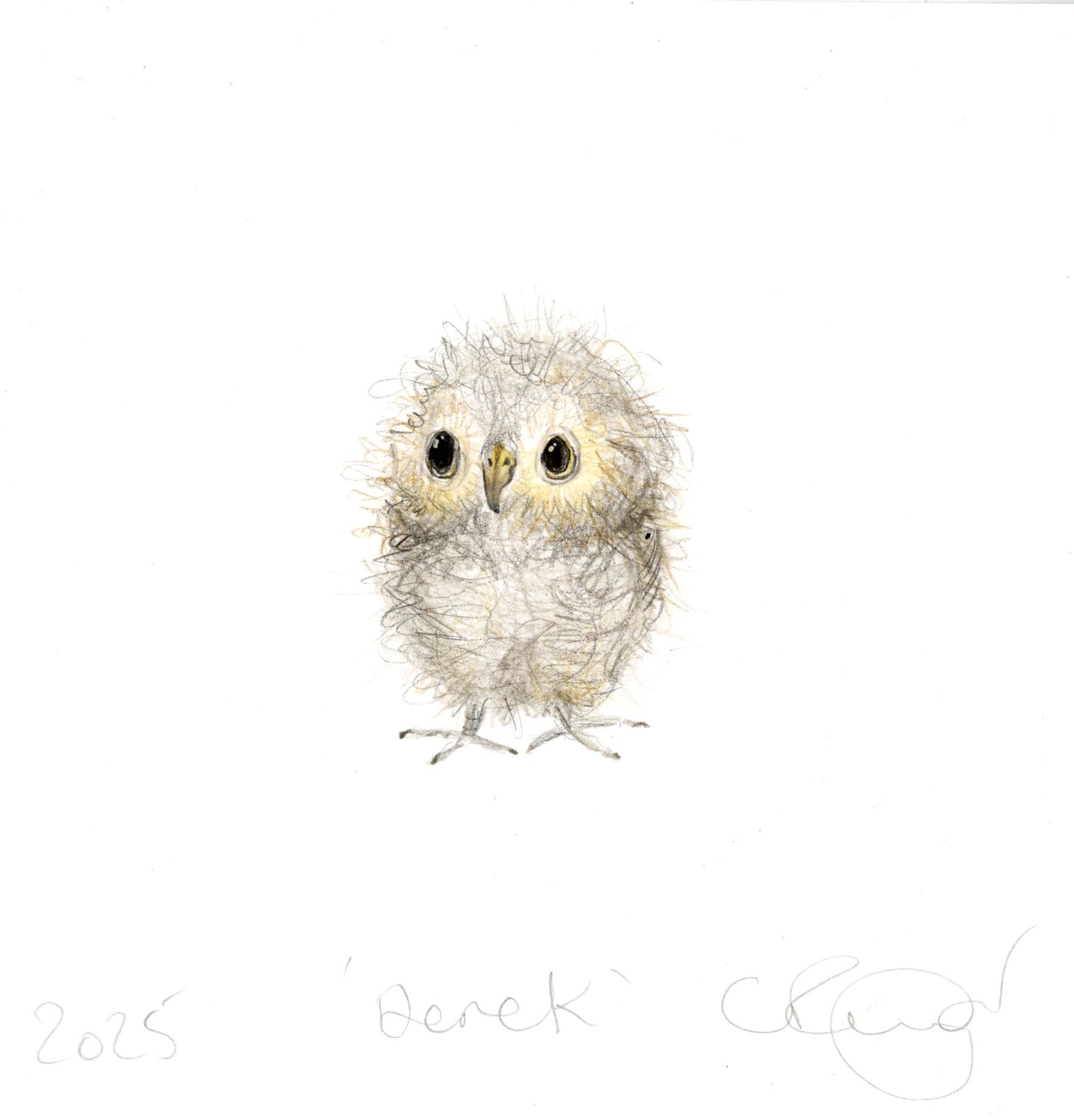 Derek the Owl