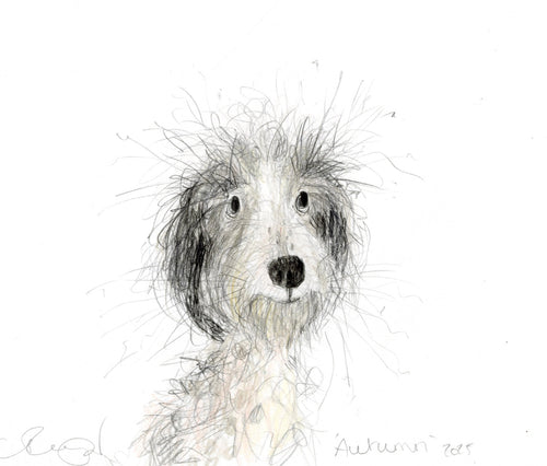 Autumn - the lurcher