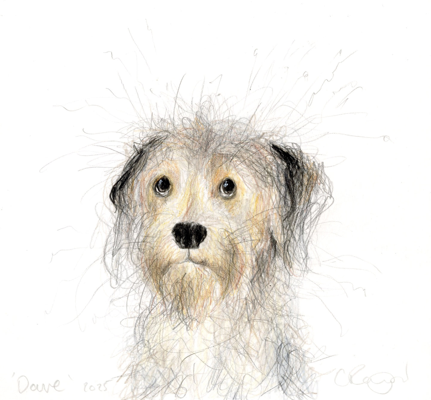 'Dave' the scruff