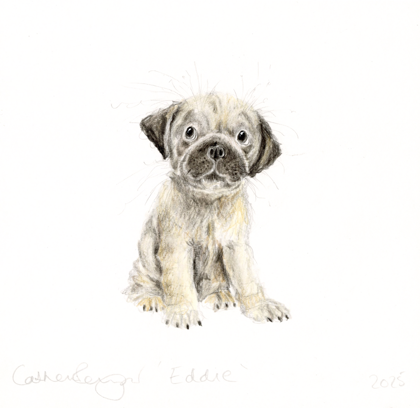 'Eddie' the pug!