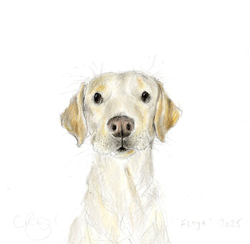 Floyd the labrador