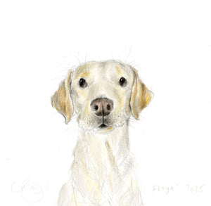 Floyd the labrador