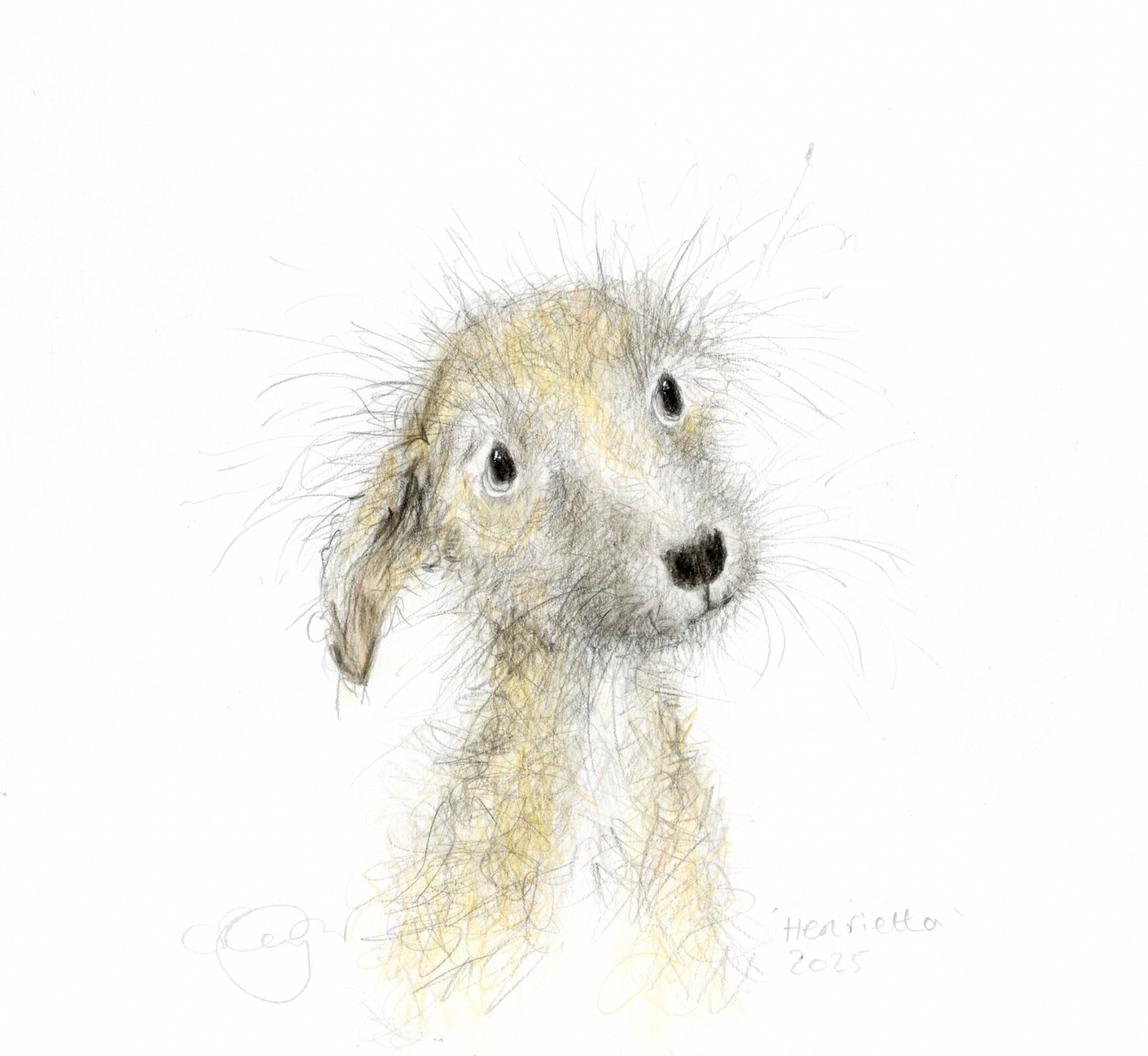 Henrietta