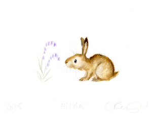 Hilda Baby Bunny!