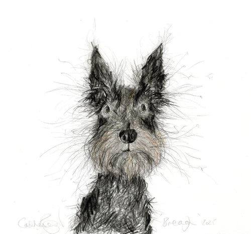 Breagh - the scotty dog