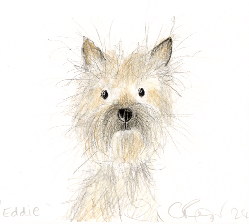 Eddie the Cairn Terrier - Terrier Special!