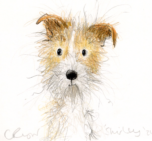 Shirley the Jack Russell Terrier - Terrier Special!
