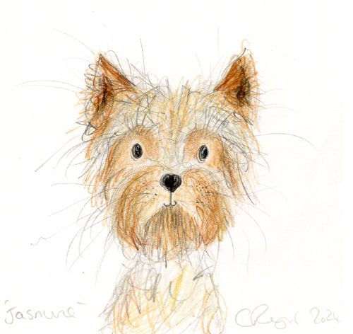 Jasmine the Yorkshire Terrier. Toy Dog Special!