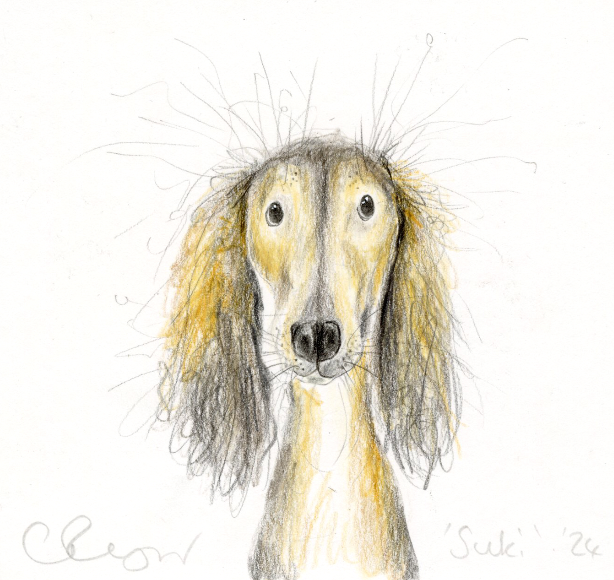Suki the Saluki •Sighthound Friday*