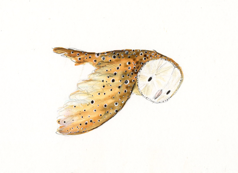 Payment Link for little Olive Owl