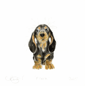 Flora the Miniature Dachshund