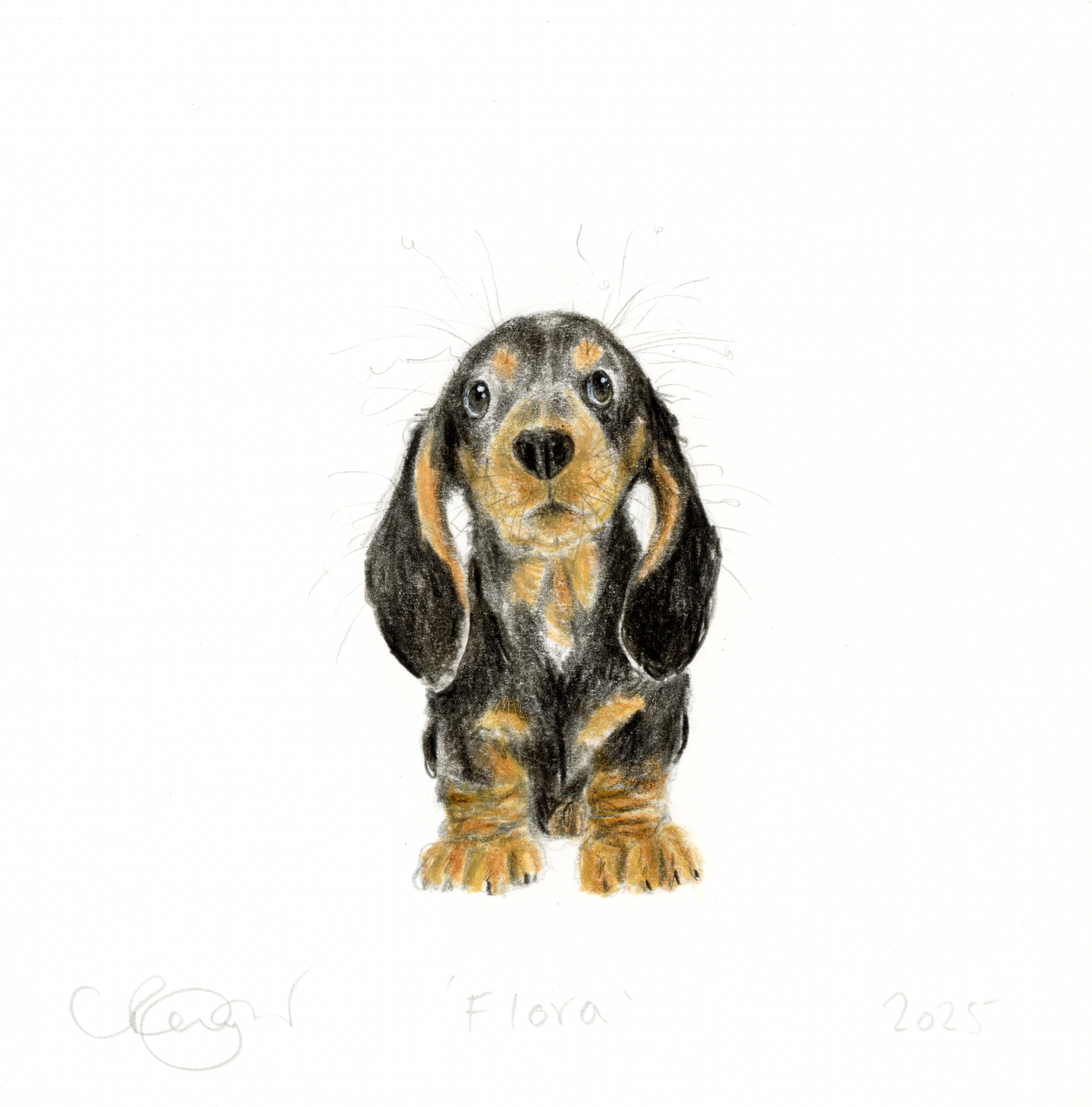 Flora the Miniature Dachshund
