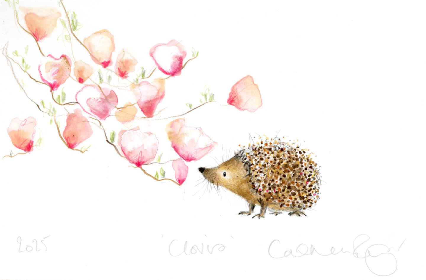 'Clovis' the hedgehog!