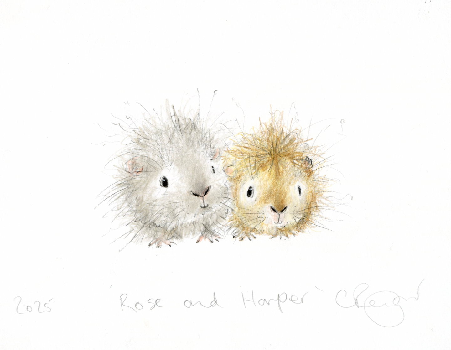 'Rose and Harper' the guinea pigs