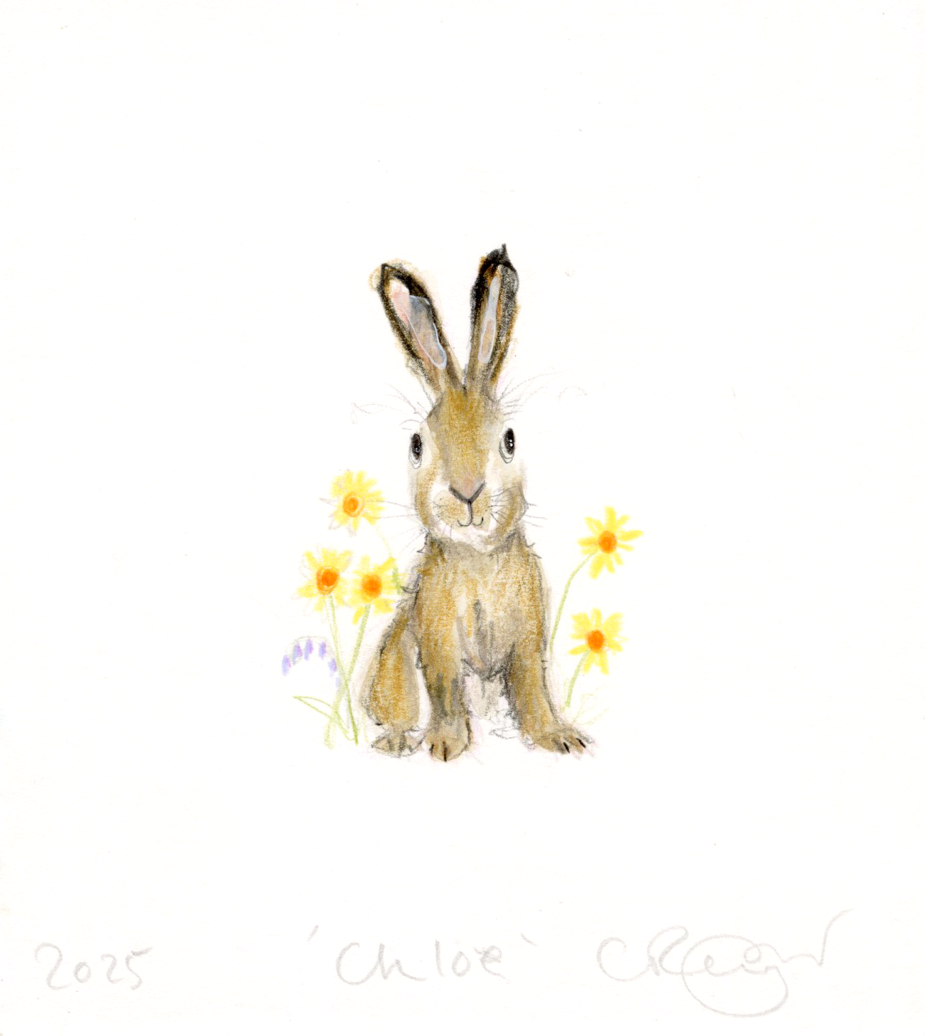 Chloe Baby Bunny!