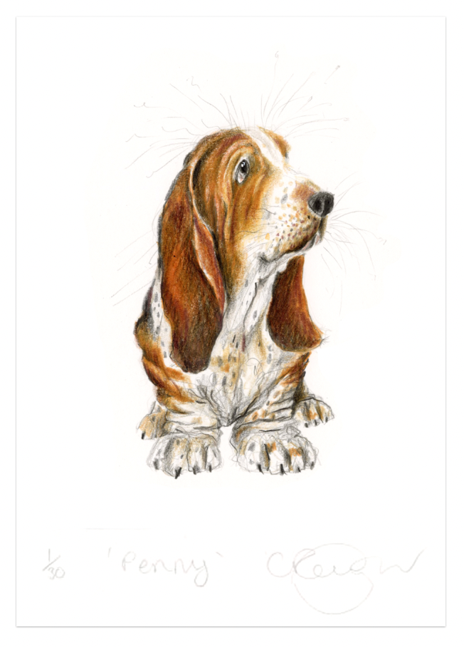 'Penny' basset hound A5 dog Print
