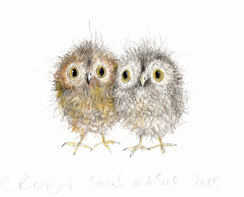 Saul and Sue the baby owls