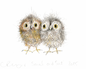 Saul and Sue the baby owls