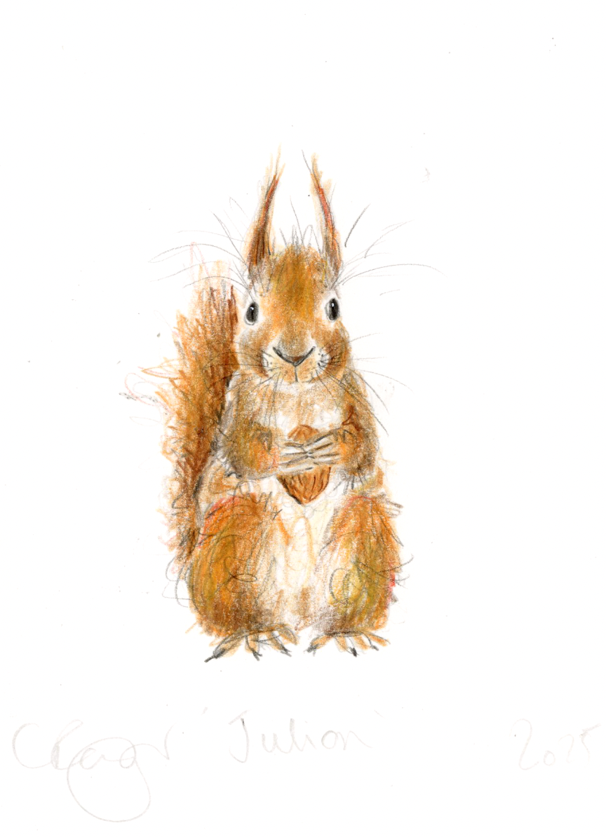 Julian the red squirrel – Catherine Rayner