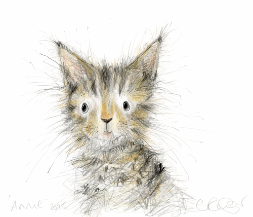 Annie the kitten