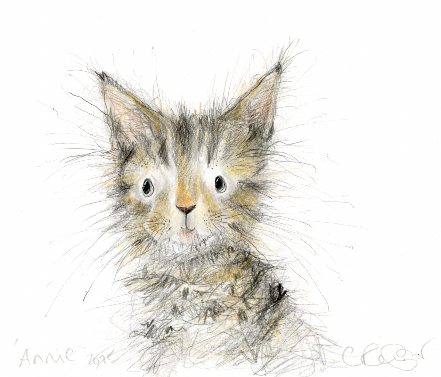 Annie the kitten