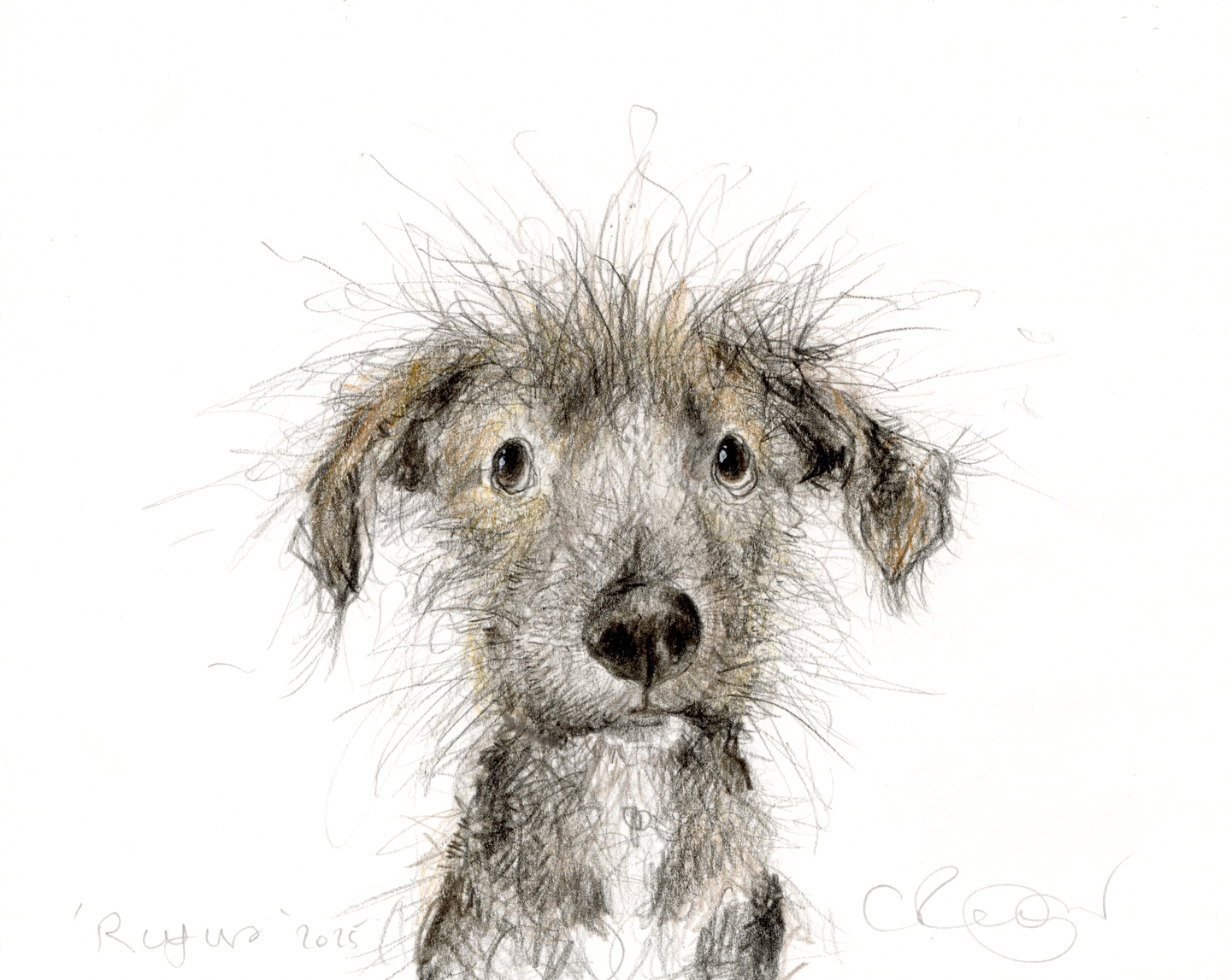 Rufus