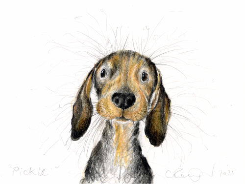 Illustration of a dachshund dog's face with a white background