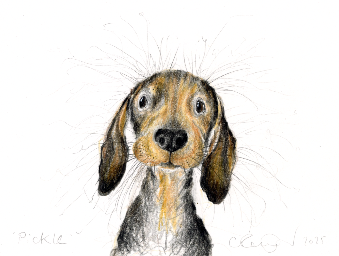 Illustration of a dachshund dog's face with a white background