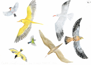 A whole flock of birds | Original Book Illustration from The Magic Fea ...